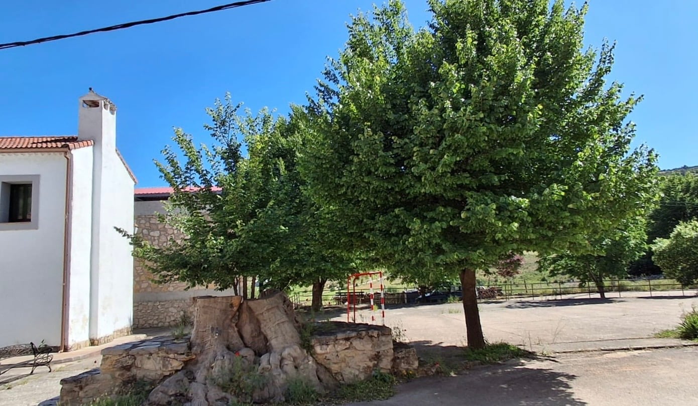 A la derecha, el nuevo olmo de Santa María del Val (Cuenca), brote del centenario que se secó y en cuyo tronco (a la izquierda) crece también otro olmo nuevo.
