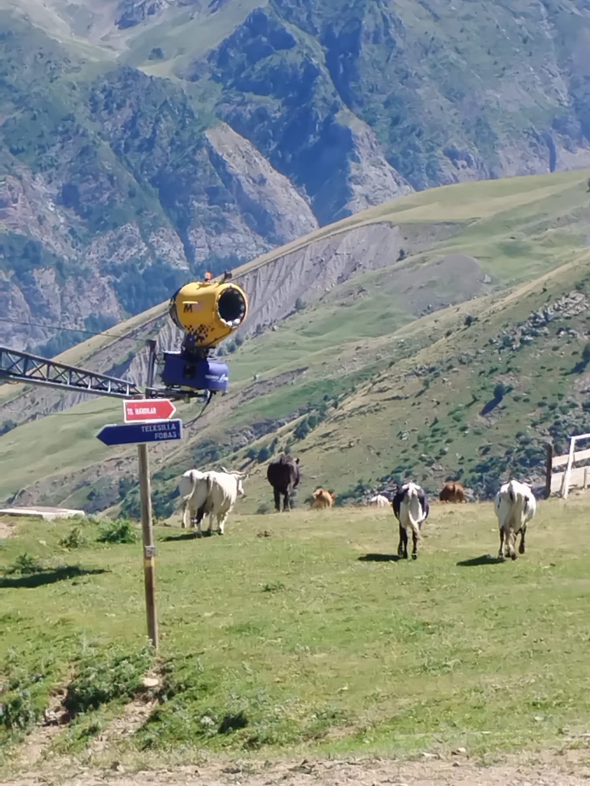 Turismo y ganadería obligados a convivir (Panticosa)