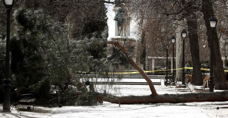 Precinto policial en el parque del Retiro de Madrid donde hoy un niño de 4 años ha fallecido tras caerle un árbol encima. 