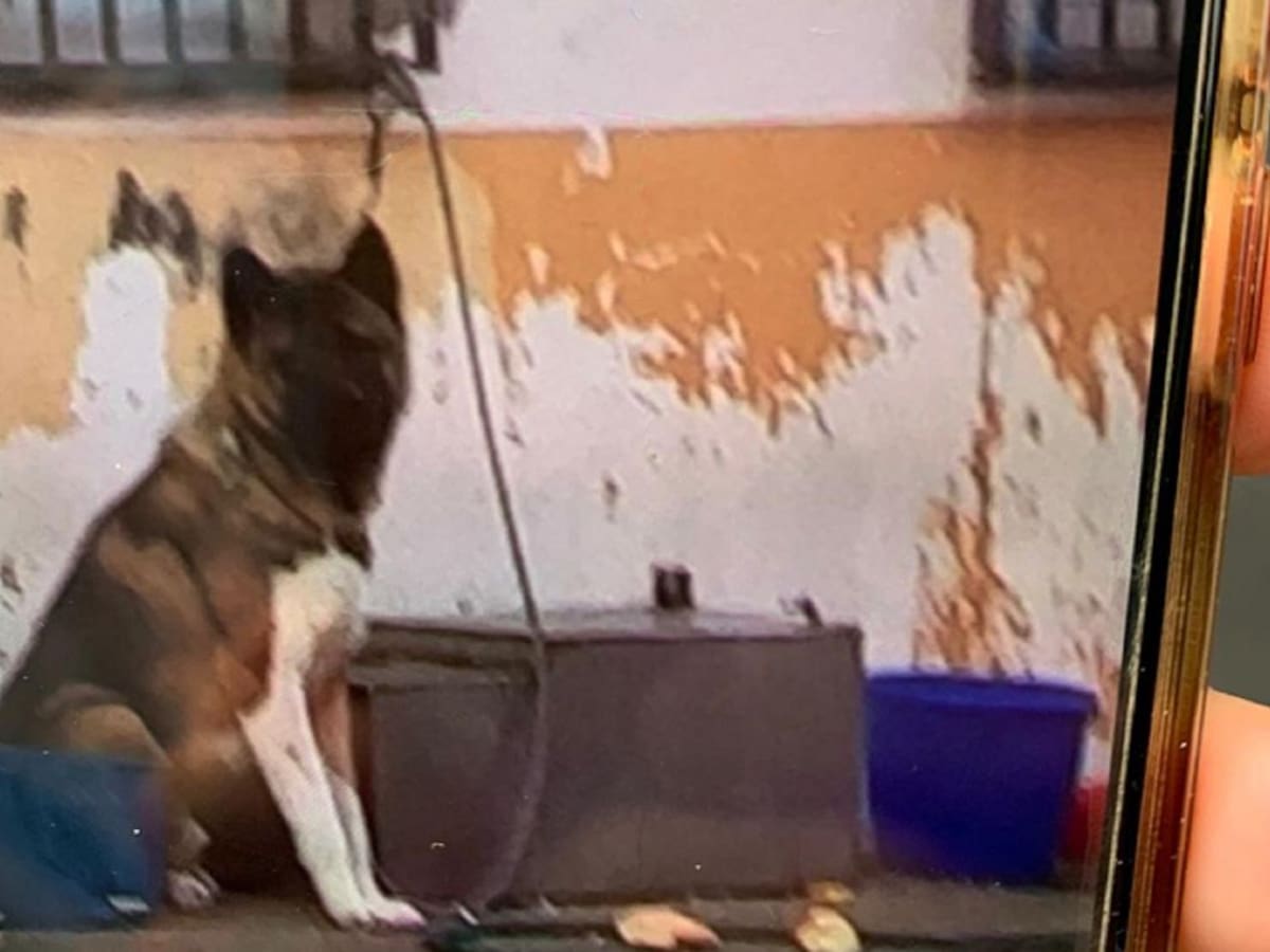 Retiran un perro que permanecía en la vía pública amarrado a una ventana en La Línea