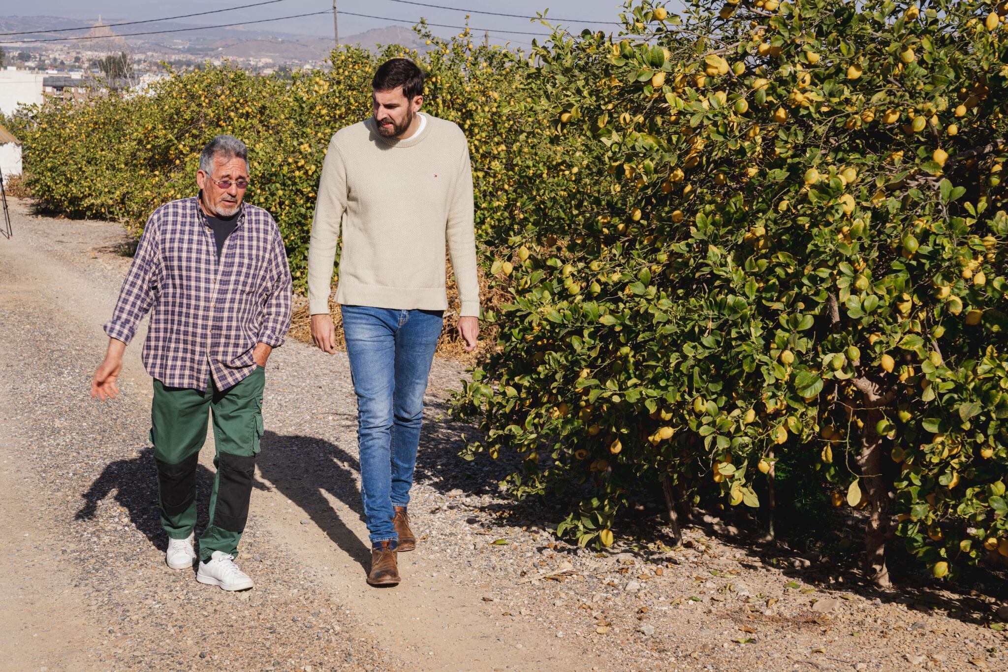 El vicepresidente del Gobierno murciano, José Ángel Antelo, visita un campo de limoneros