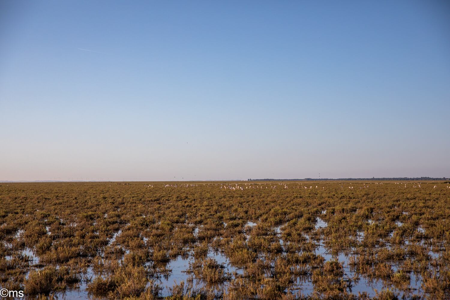 Espacio Natural de Doñana (mayo de 2025)