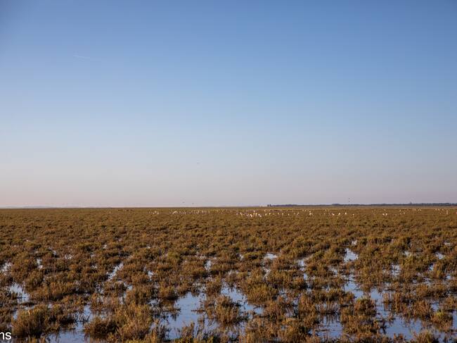 Espacio Natural de Doñana (mayo de 2025)