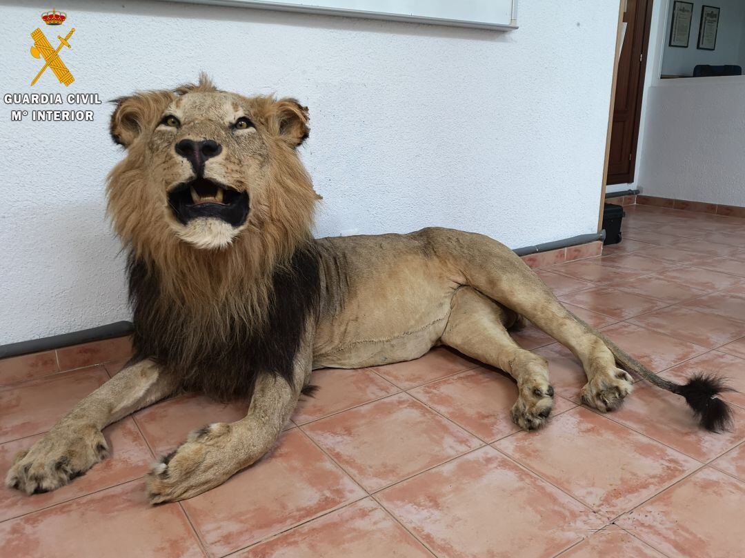 La Guardia Civil intercepta en Segovia una furgoneta con un león disecado de procedencia desconocida