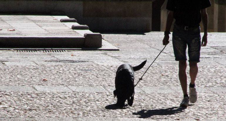 Perro atado por las calles de Santander