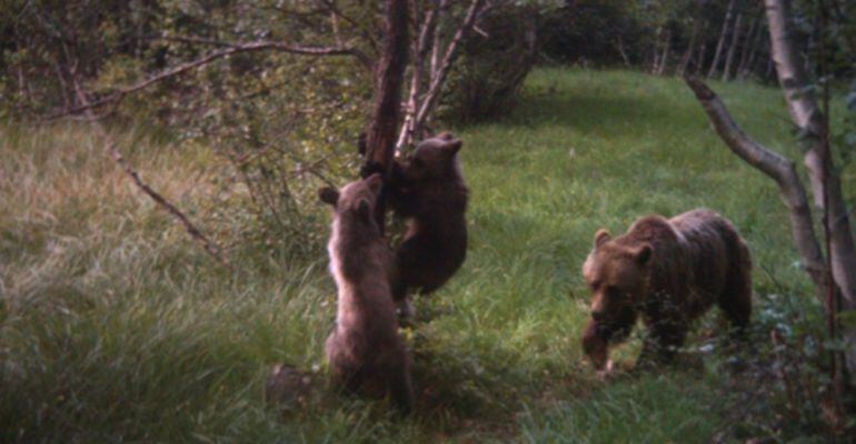 El projecte PirosLife, que es va iniciar el 2014 i que finalitzarà el 2018, està coordinat per la Generalitat de Catalunya i compta com a socis amb el Conselh Generau d’Aran, Forestal Catalana, la Universitat de Lleida i la Fundación Oso Pardo. A la imatg
