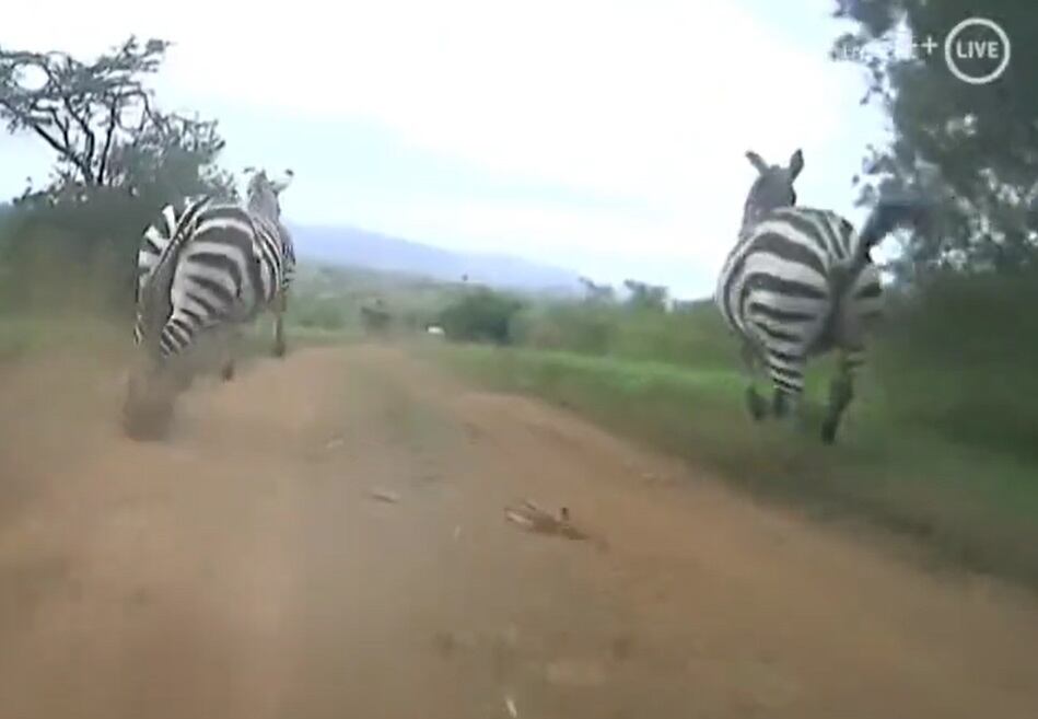 Dos cebras se echan a la carretera e interrumpen el Rally safari.