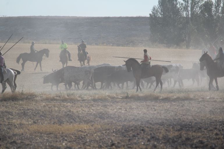 Los novillos de Simón Caminero descansan en la parte alta del Embudo antes de iniciar el descenso hacia el pueblo en el pirmer encierro de las fiestas de Cuéllar 2018