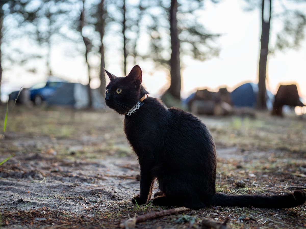 Un estudio analiza 2.000 gatos europeos y acaba desmintiendo uno de los presuntos peligros conocidos de los mininos