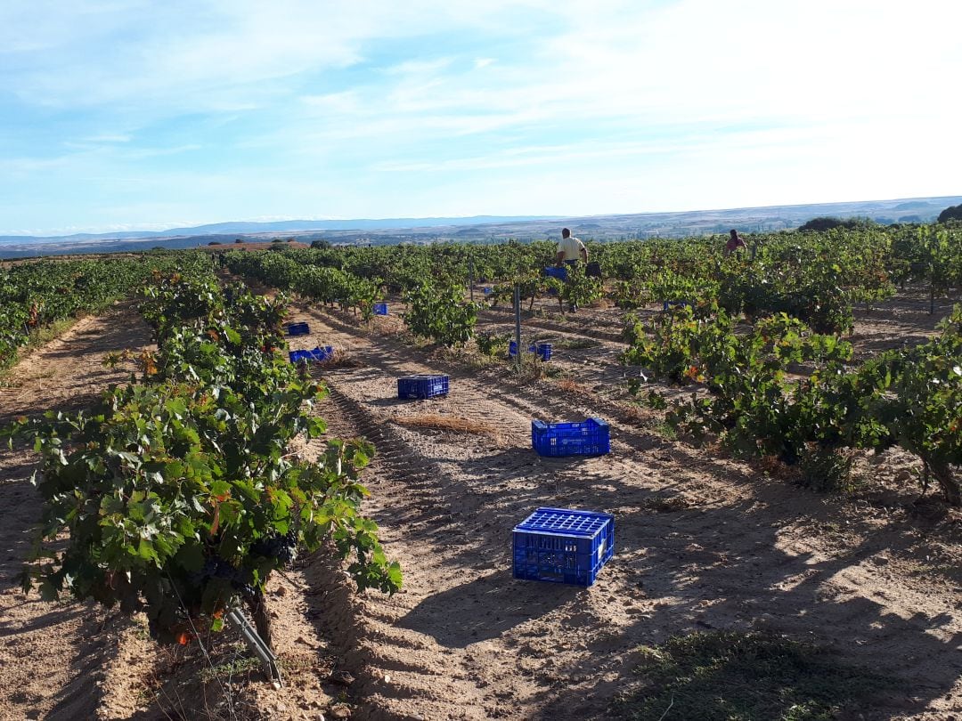 Imagen de archivo de la vendimia en Ribera del Duero