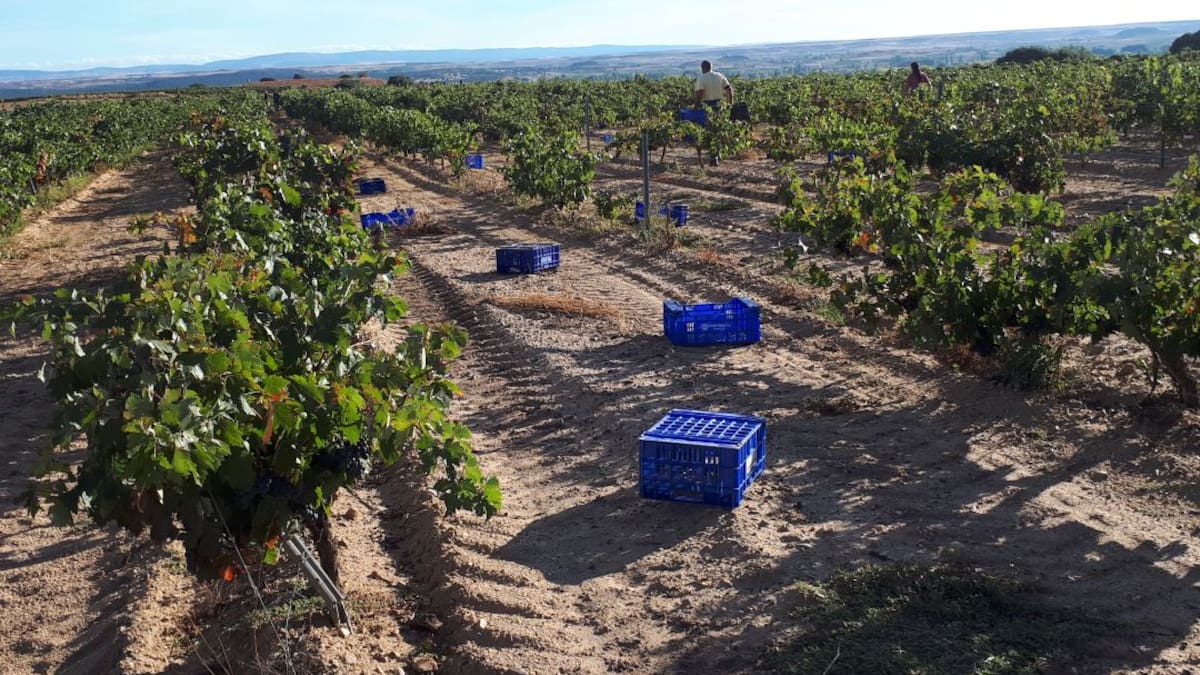 La vendimia en Ribera del Duero supera finalmente los 95 millones de kilos