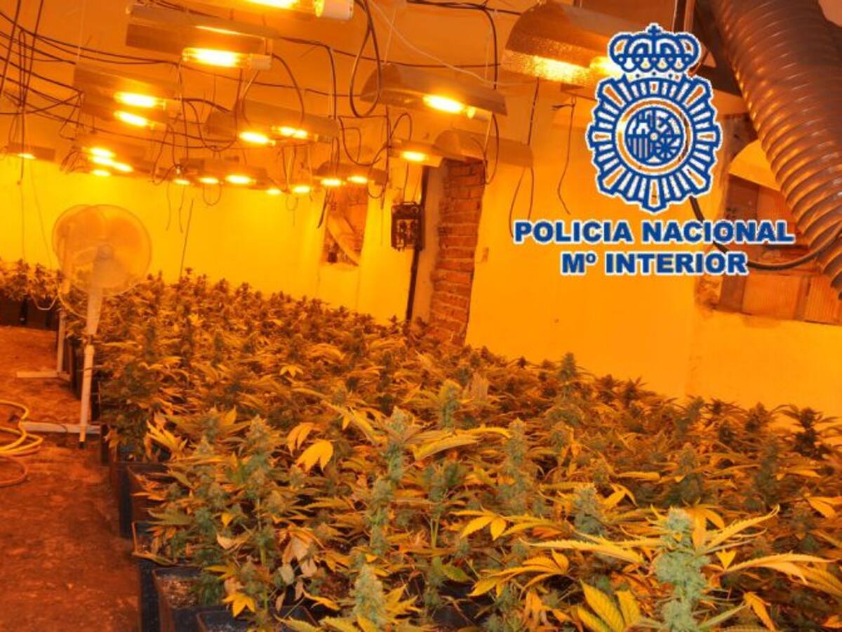 Destapan un invernadero de marihuana al que accedían por la trampilla de la cocina