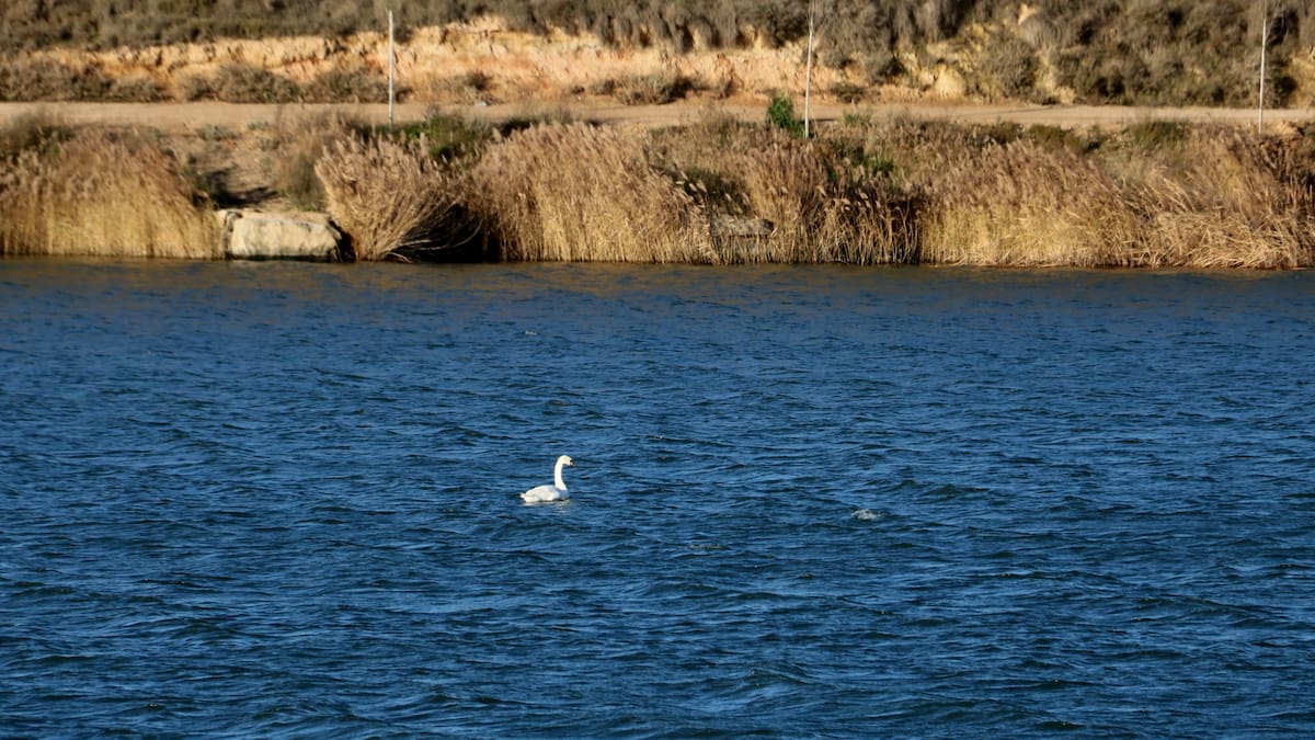 Elena Llauradó: "seria més econòmic poder subministrar garrafes, però com que l'ACA no ho té contemplat en les seves subvencions, s'ha de portar en cisternes"