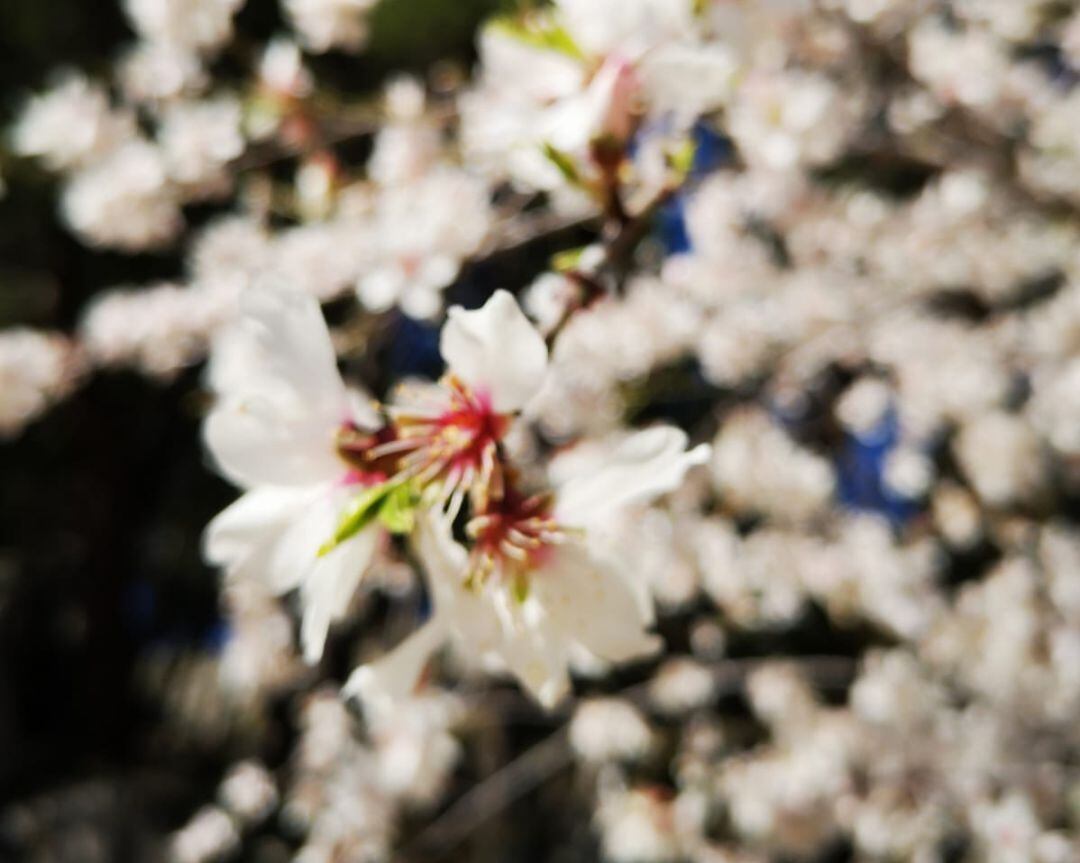 Floración en la sierra de La Cabrera (Madrid) en los primeros días de marzo.