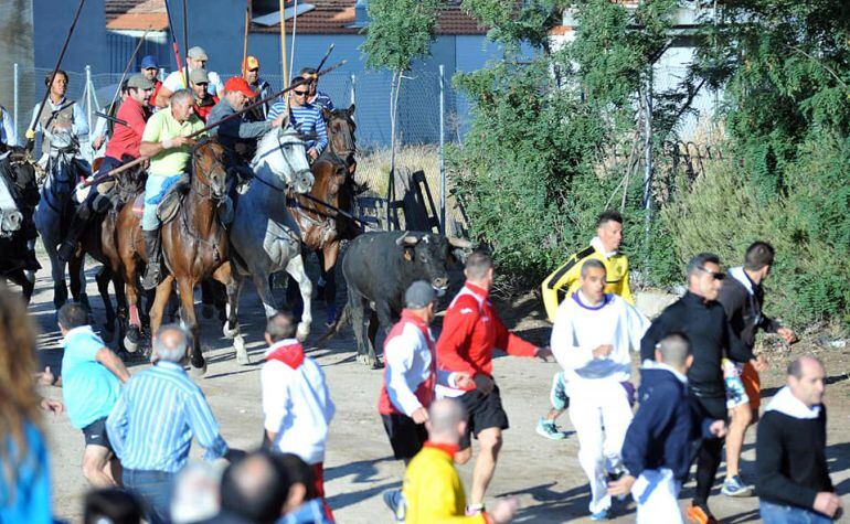 Los encierros son el plato fuerte de las fiestas de San Antolín