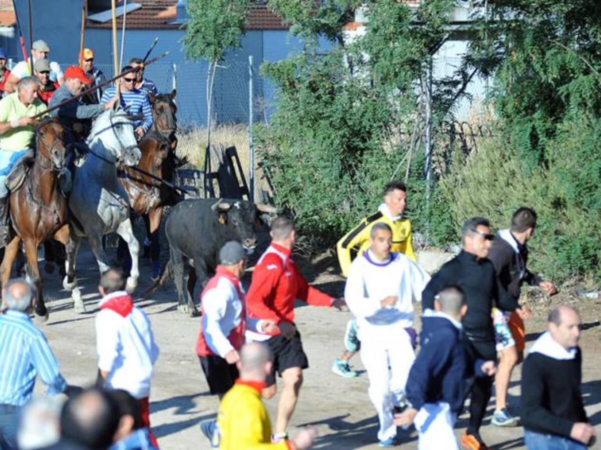 Ya vienen los novillos