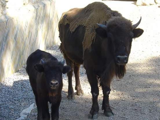 La cría de bisonte en el Zoo de Jerez
