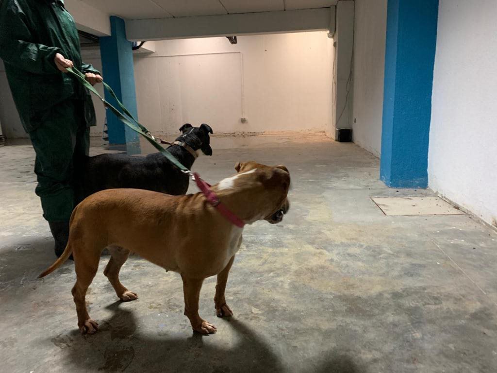 Perrera de Los Barrios