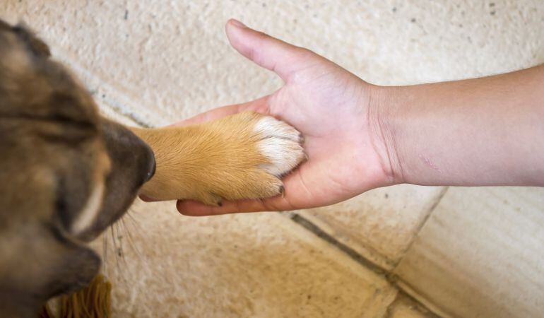 La nueva ordenanza incidirá en los derechos de los animales