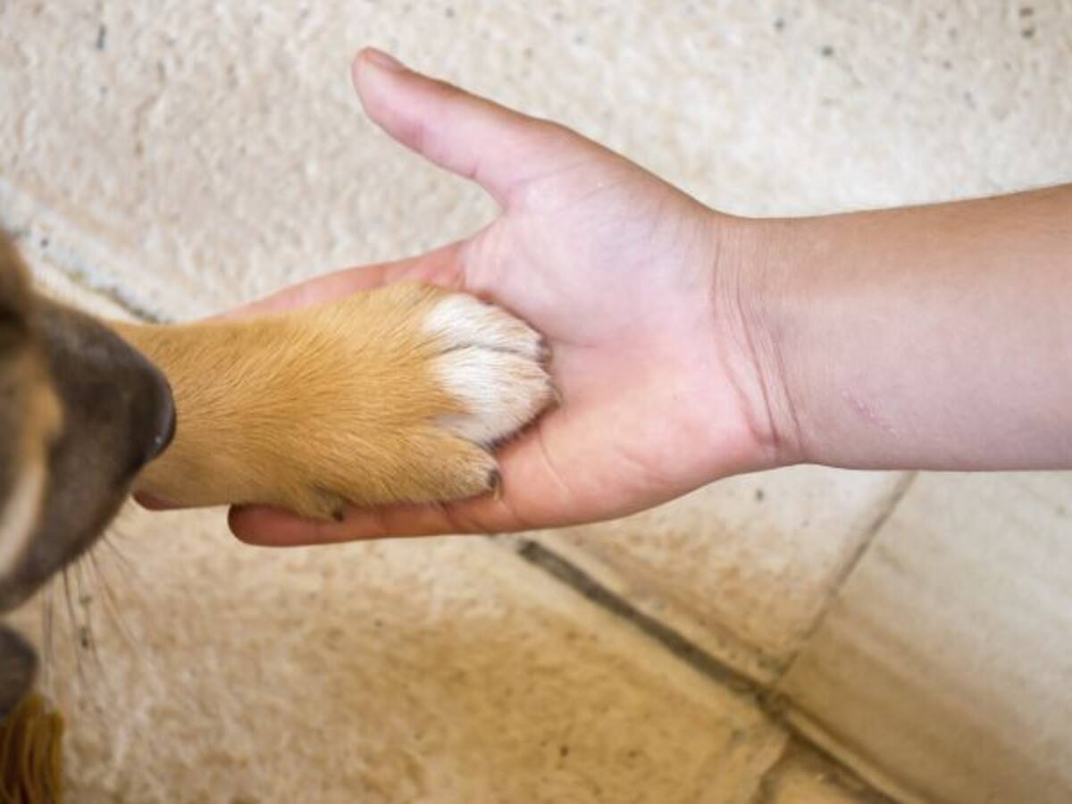 Sanciones más duras para quien maltrate