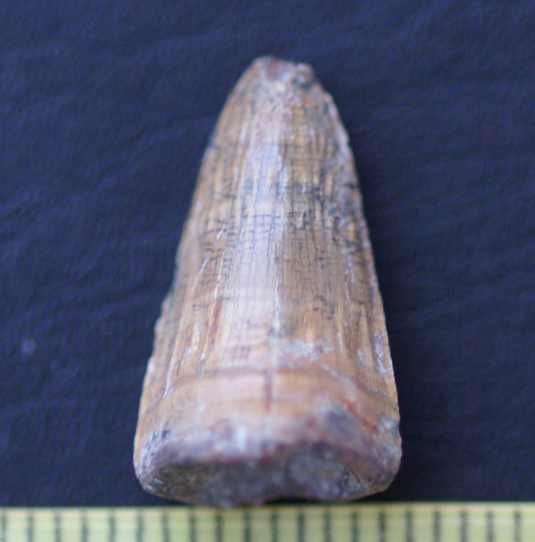 Resto fósil de cocodrilo localizado en el yacimiento de Baza