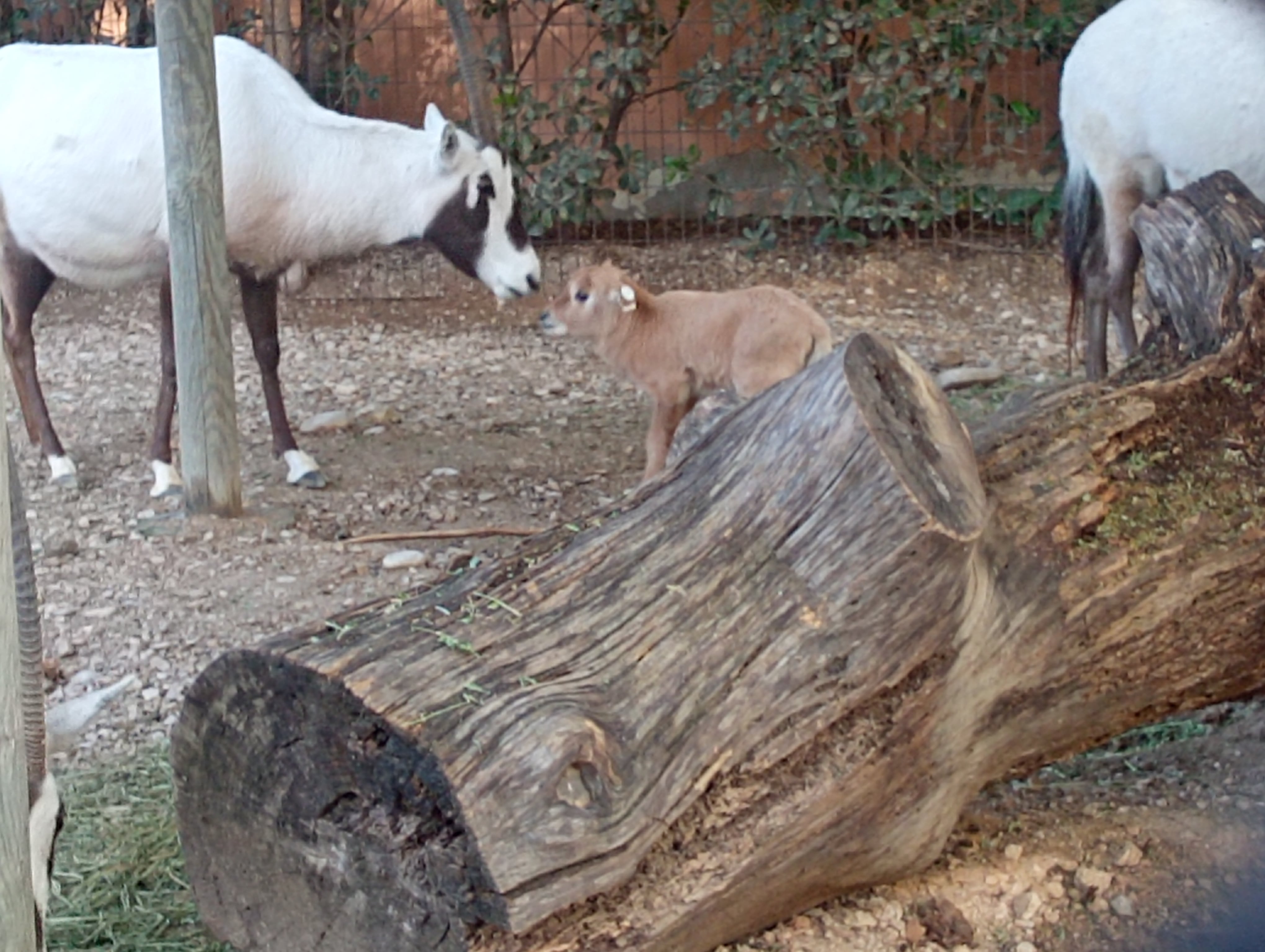 Cría de Orix en el Zoo de Jerez