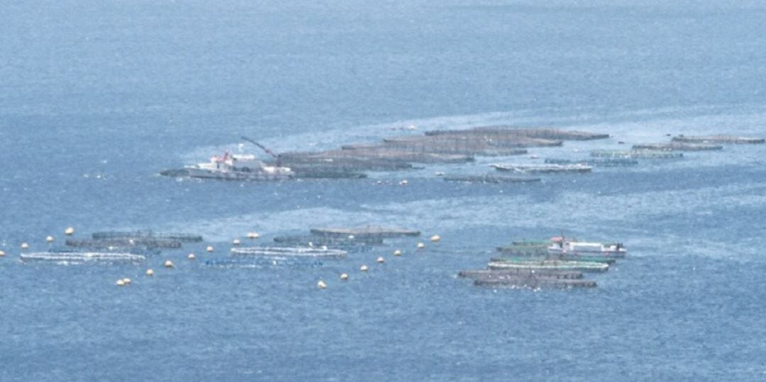 Las jaulas marinas instaladas en Playa Quemada.