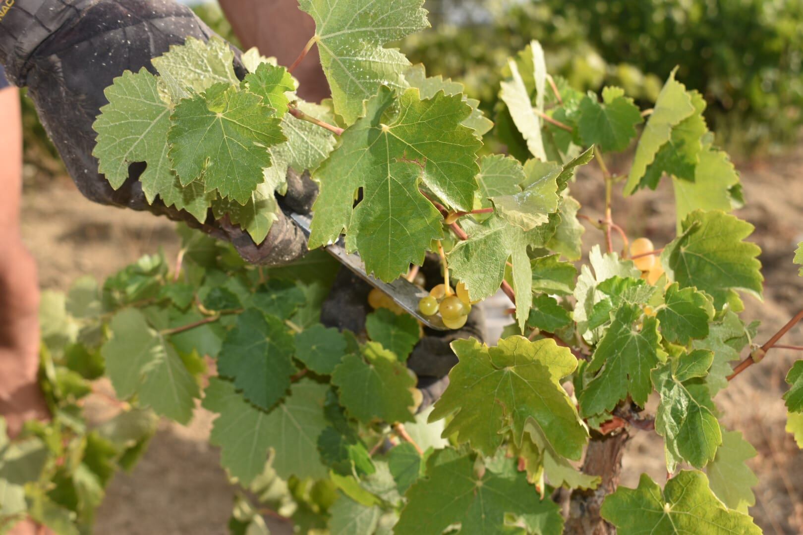 Vendimia Albillo Real DOP Cebreros (Ávila)