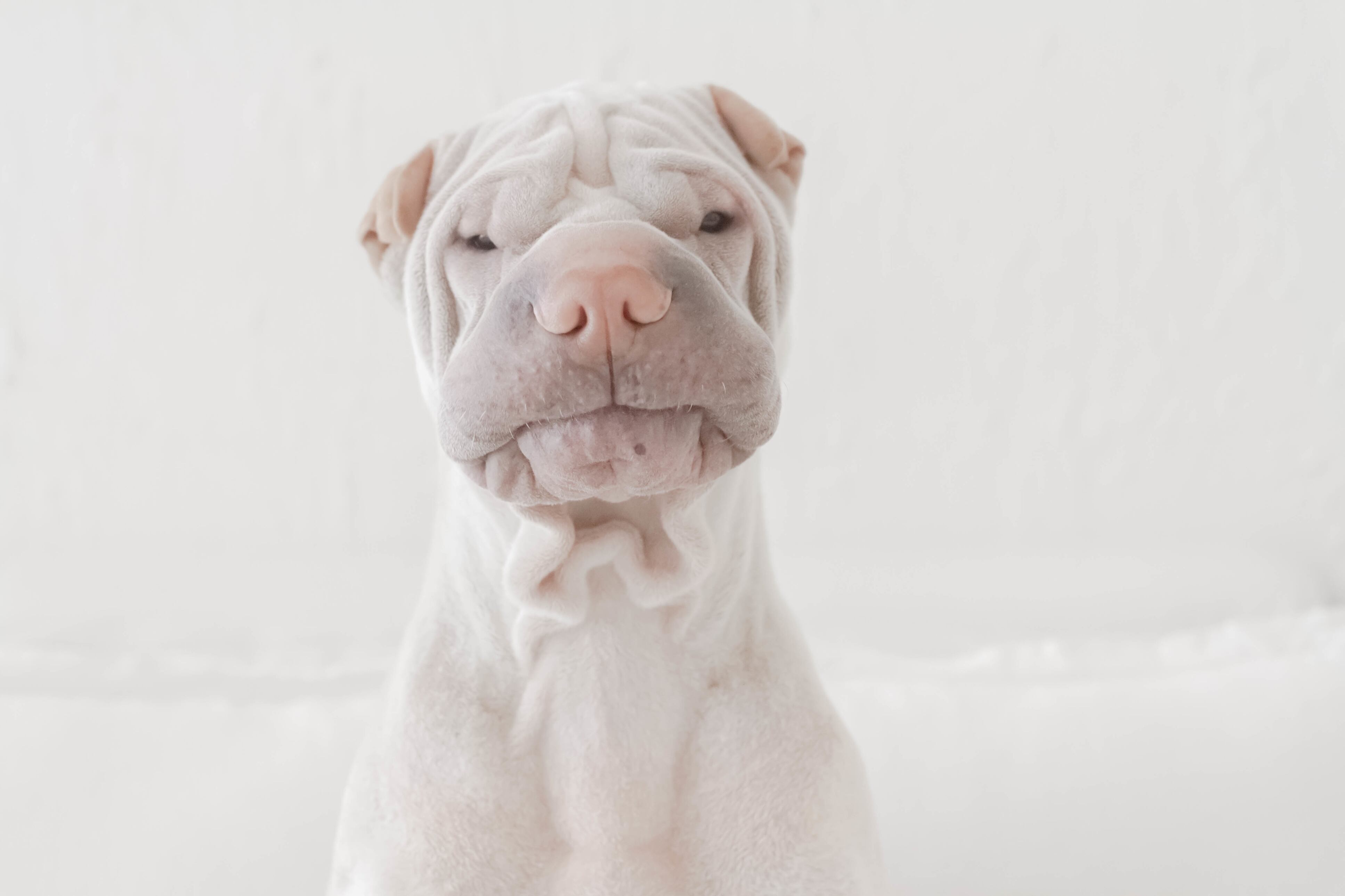 Shar Pei