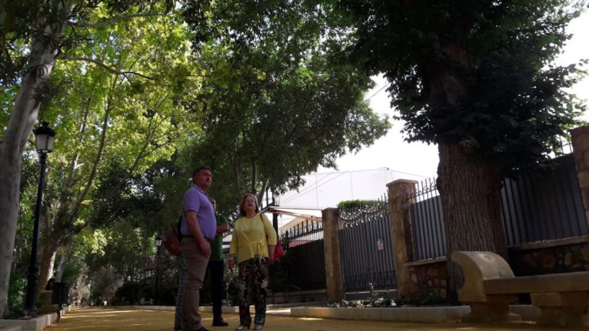 Un centenar de ejemplares integran el Catálogo de Árboles protegidos de Lorca