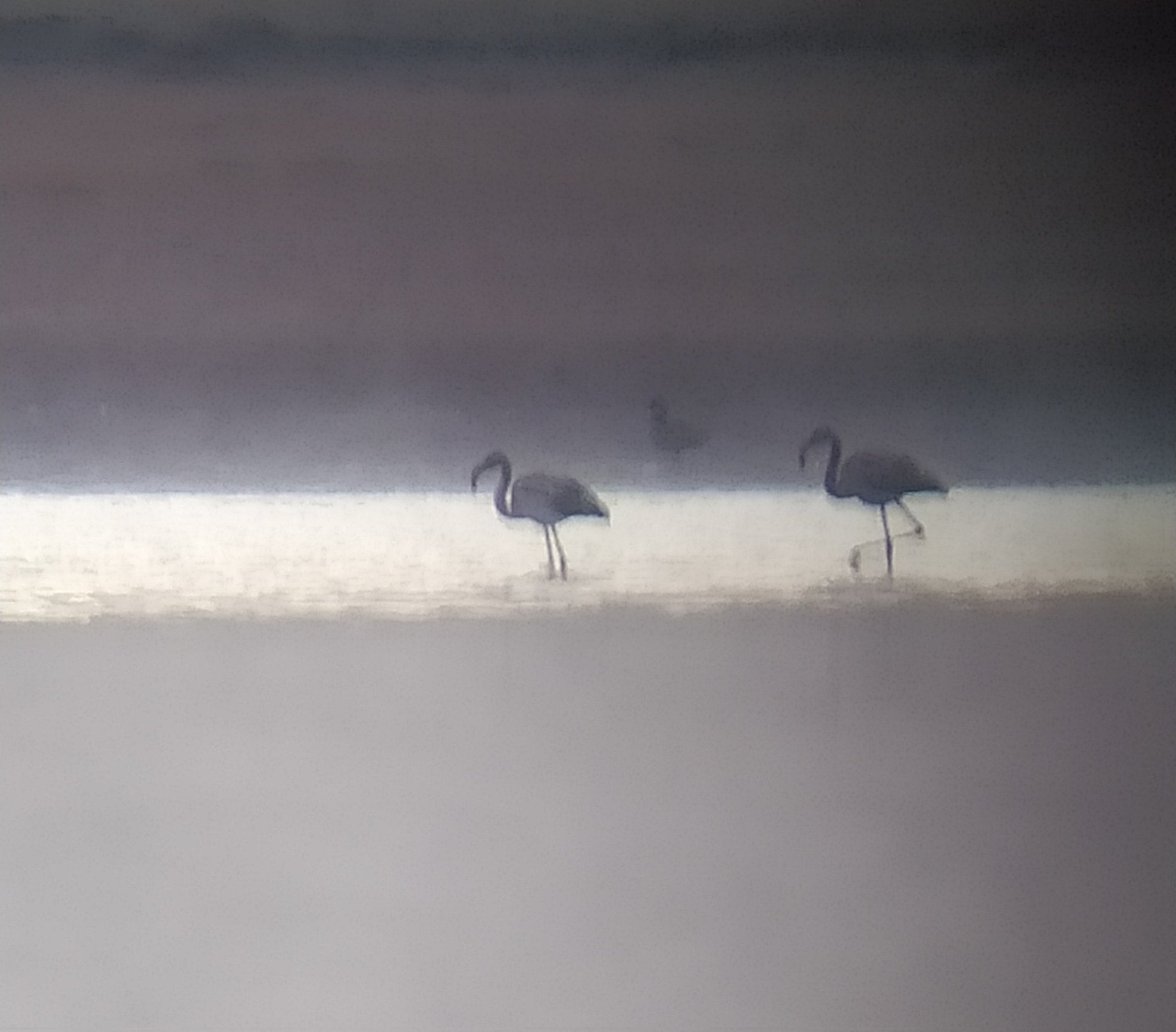 Los flamencos avistados en el embalse soriano por Juan Luis Hernández.