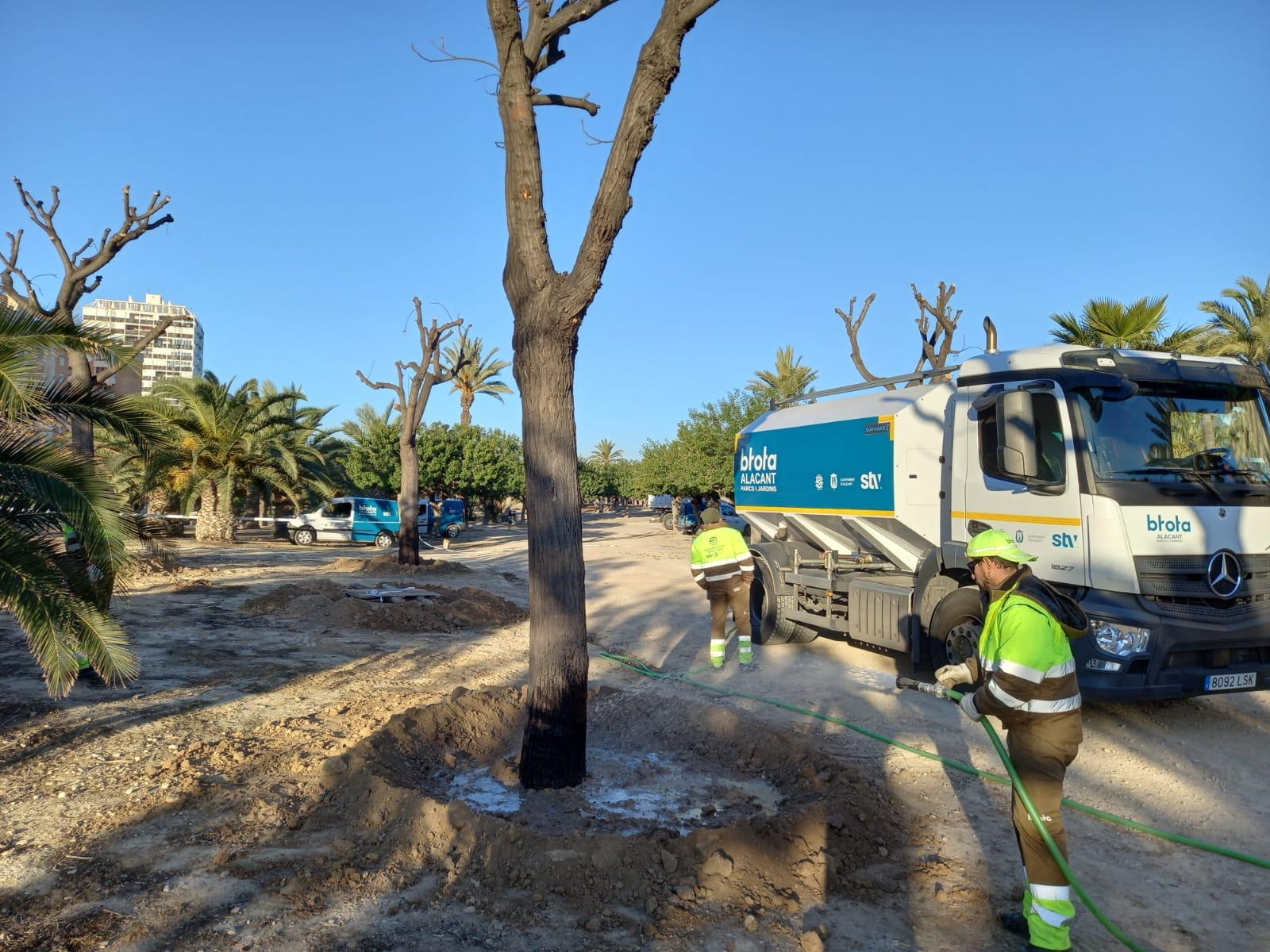 Los trabajadores de la adjudicataria de zonas verdes replantando las melias de la avenida de la Constitución en el parque Sergio Melgares