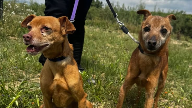 Entrevista a Gloria Pérez, Animalistes Vall d'Albaida busca voluntarios y voluntarias