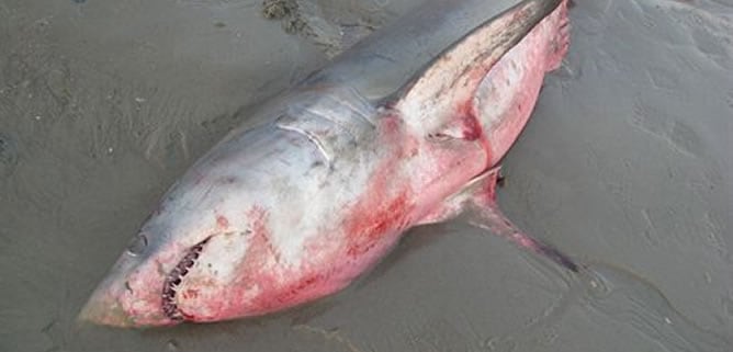 Hallan un tiburón muerto en una playa de A Coruña