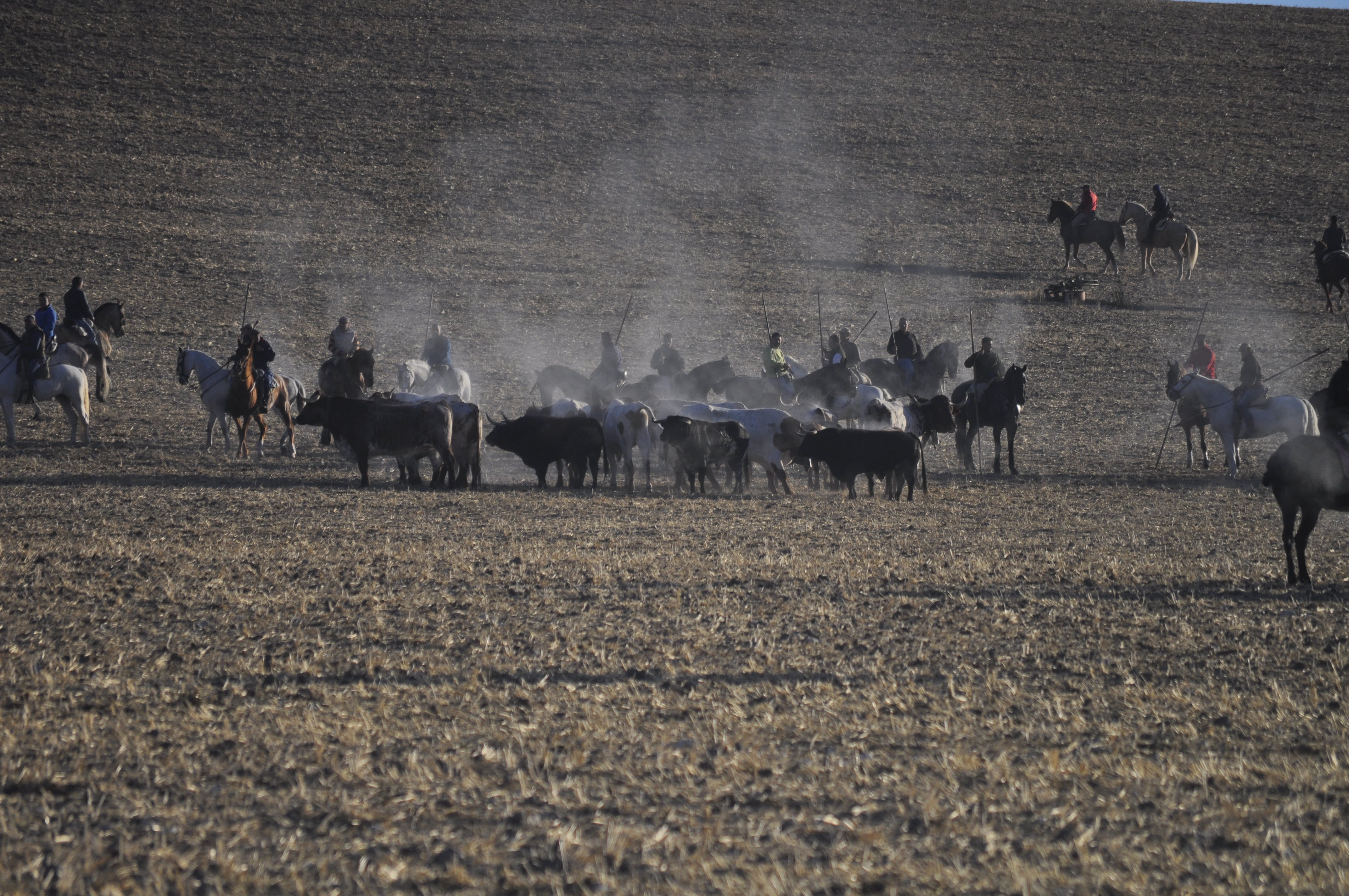 Los astados de Condessa de Sobral en el campo en el encierro de San Miguel en Cuéllar 2022