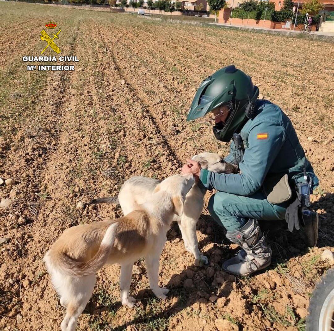 Perros abandonados y encontrados por el SEPRONA