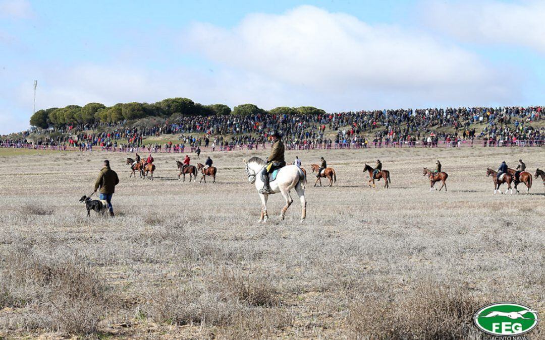 Las carreras de galgos volverán a ser protagonistas en Madrigal de las Altas Torres