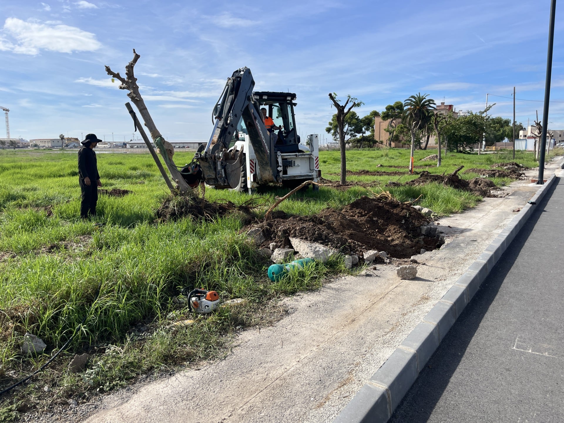 Burriana inicia las obras de finalización de la Avenida Mediterránea trasplantando el arbolado