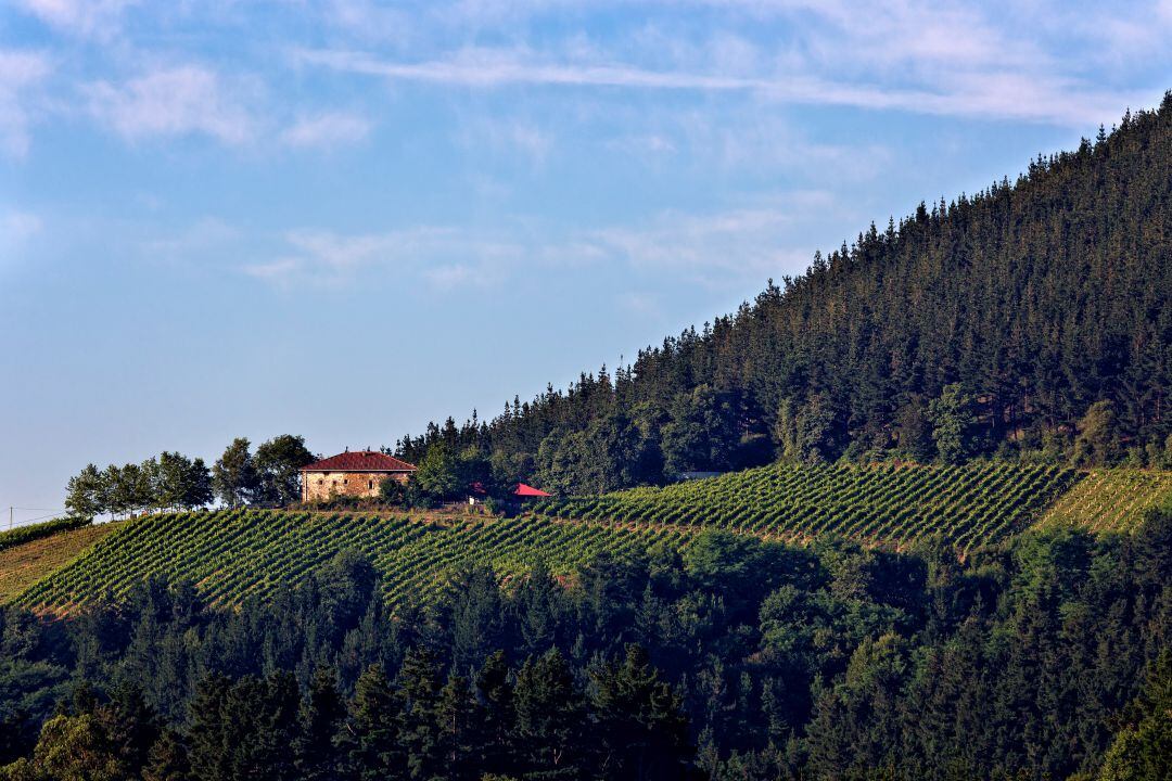 Bosque en Araialdea