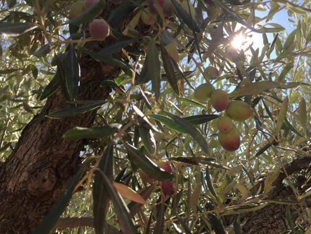Empezamos el camino del aceite en el olivo