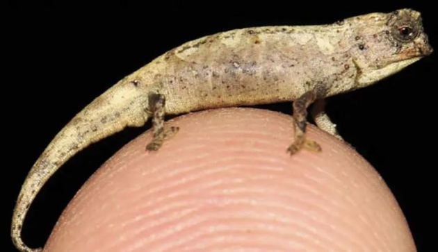 El Brookesia nana mide 13,5 milímetros.