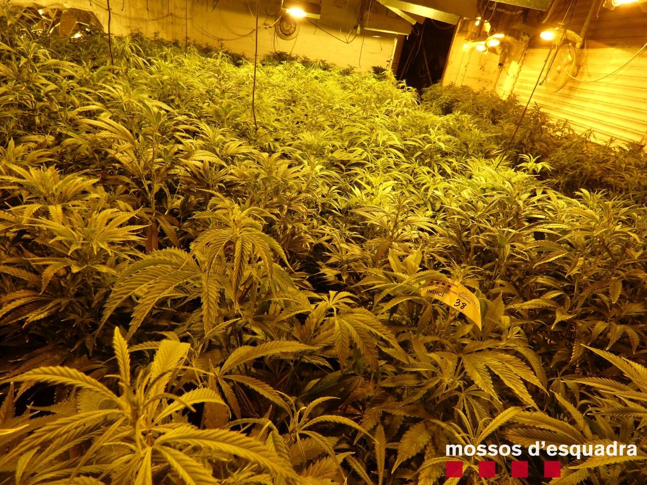 Els mossos detenen un noi de 24 anys per cultivar marihuana a l'Horta de Lleida.