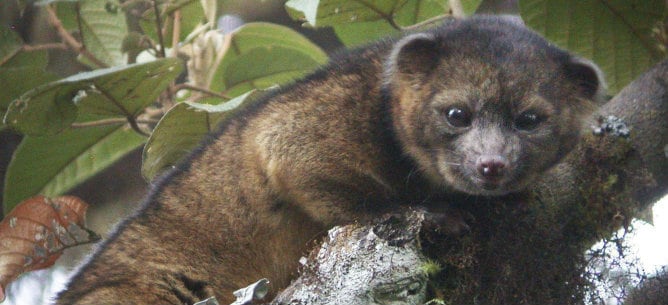 El olinguito, la primera especie de carnívoro descubierta en América en los últimos 35 años