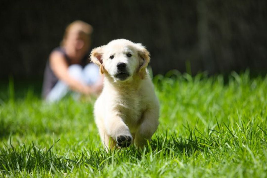 Controles sobre perros sueltos en Palencia