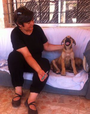 Los cachorro reciben el cariño de sus cuidadoras