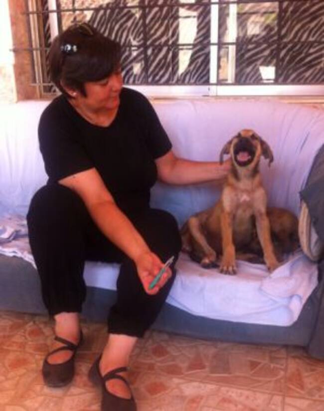 Los cachorro reciben el cariño de sus cuidadoras