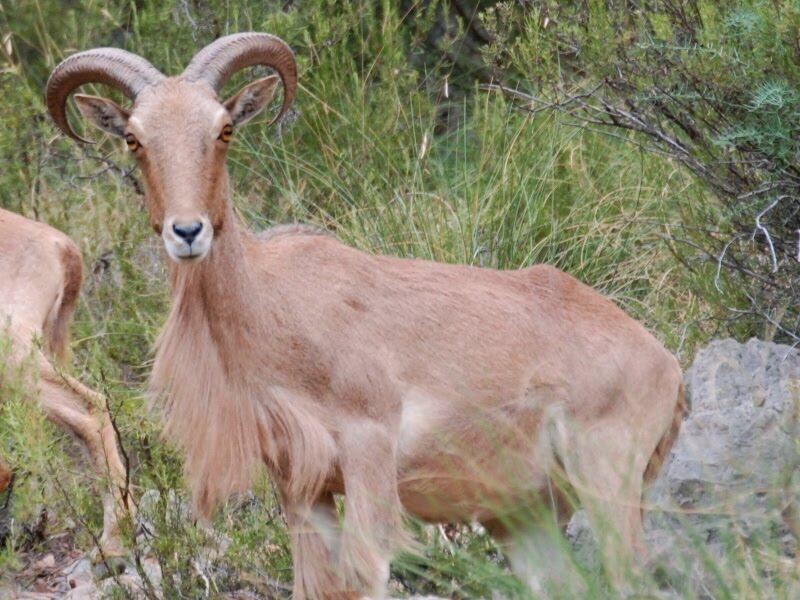 Arruí en Sierra Espuña