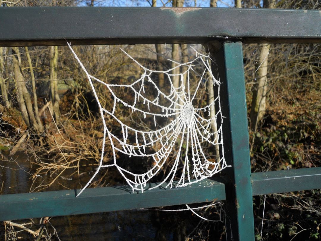 Frío, telaraña congelada en Valderredible