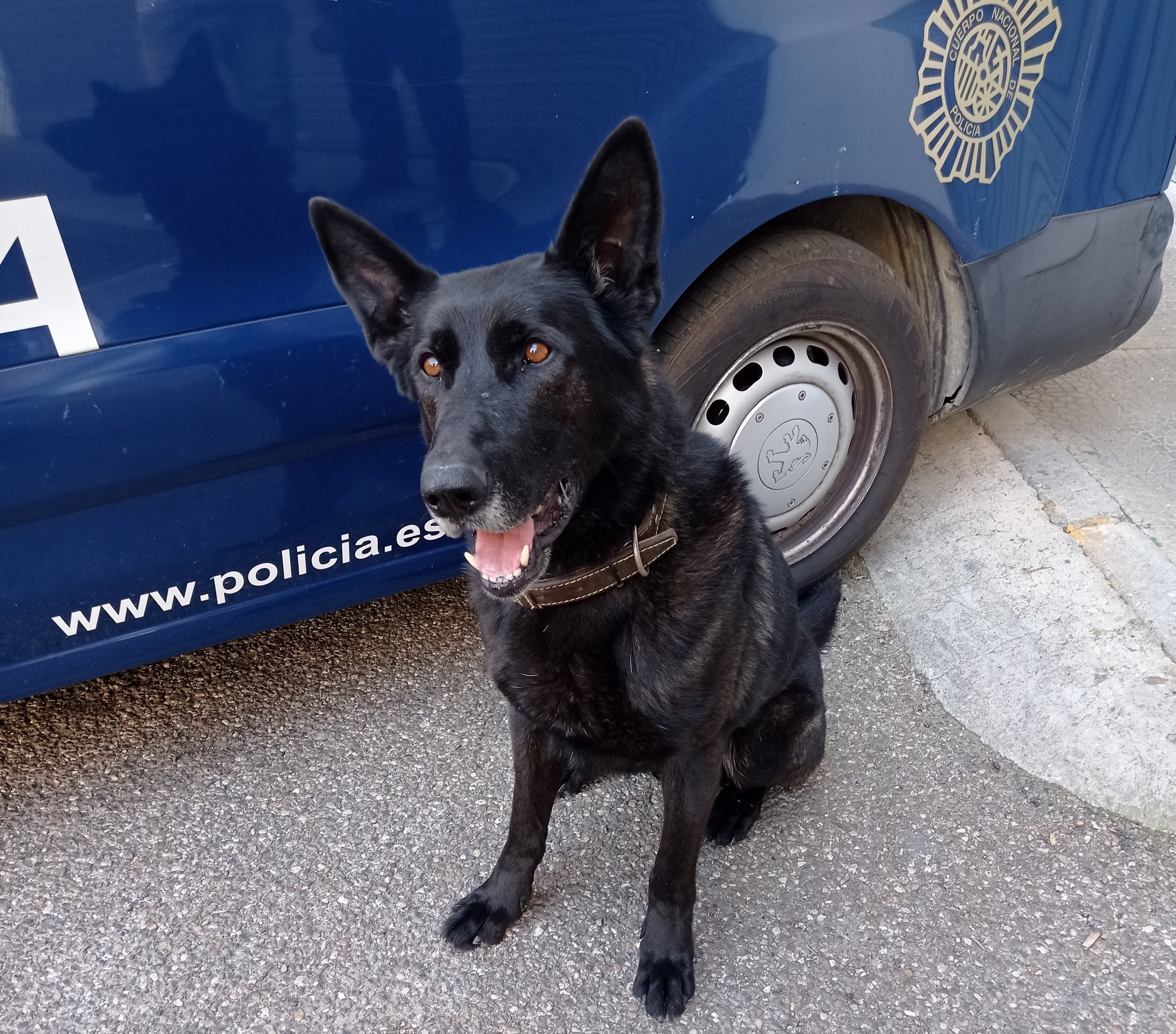 Perro de la Unidad Canina de Policía Nacional en Palencia