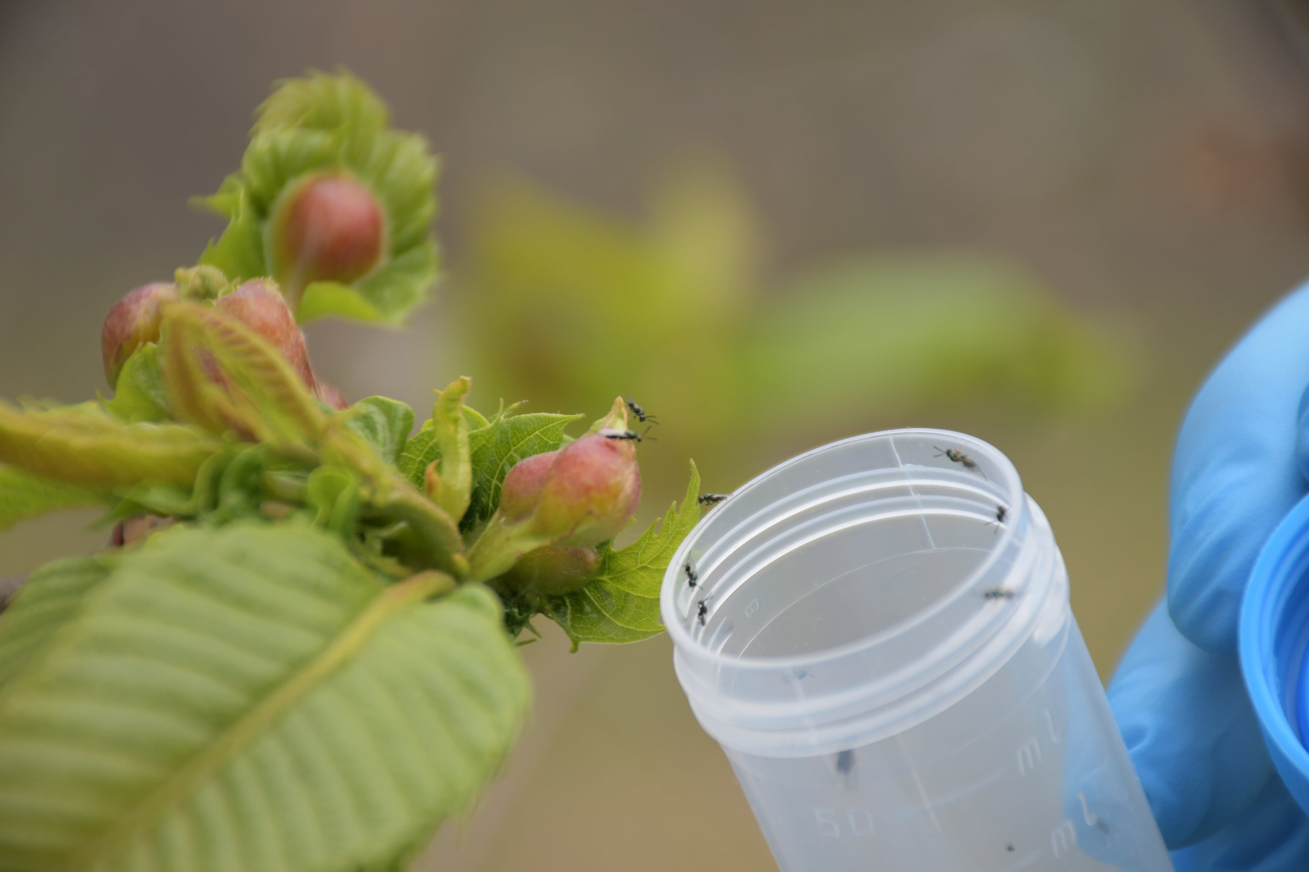 Imagen de la suelta de este depredador natural que ejerce como agente de control biológico siendo el único método efectivo para luchar contra la plaga de la avispilla del castaño